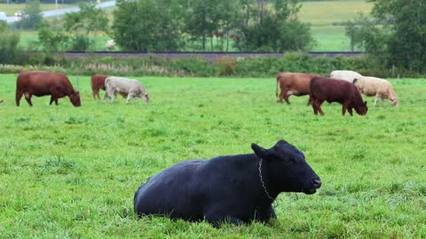 Cows in the Meadow