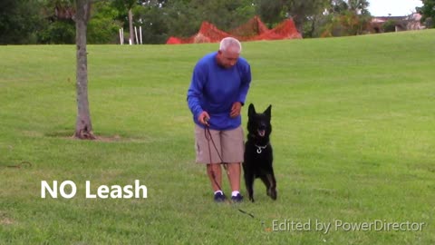 Guard Dog Training That Will Work Step by Step!