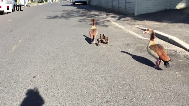 Egyption Geese in Gibson road Kenilworth