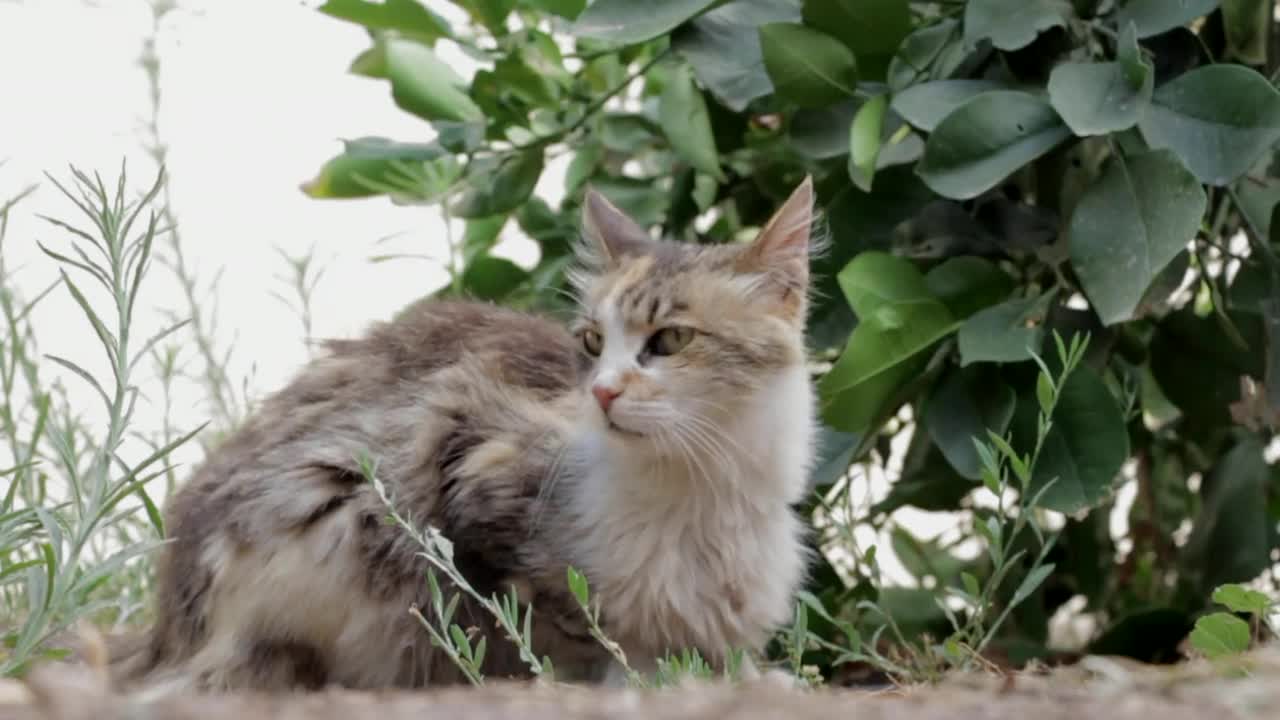 The cat Relaxing in forest