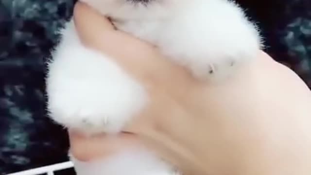 Cute little puppy