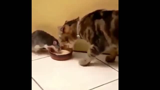 Tom and Jerry: Episode 4