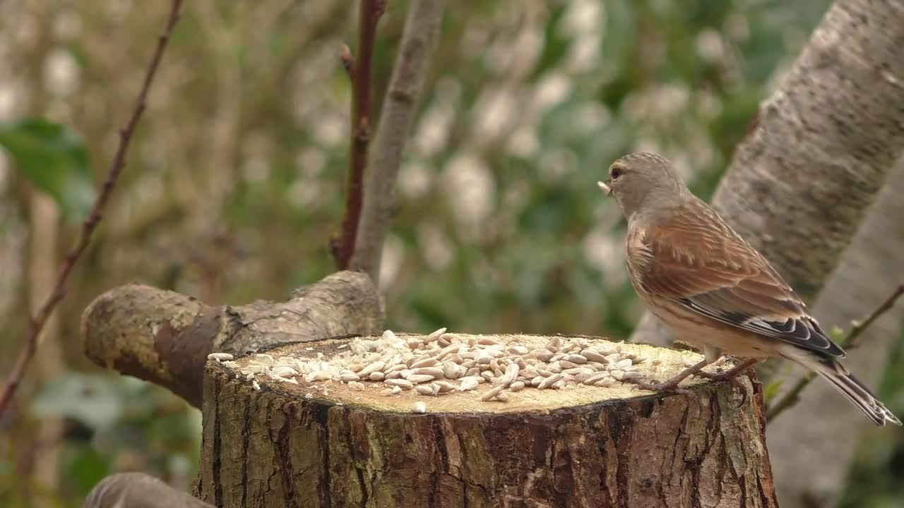 Birds Morning song