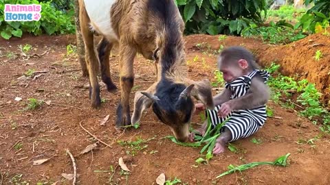 Farmer BiBi obedient take care of her friends