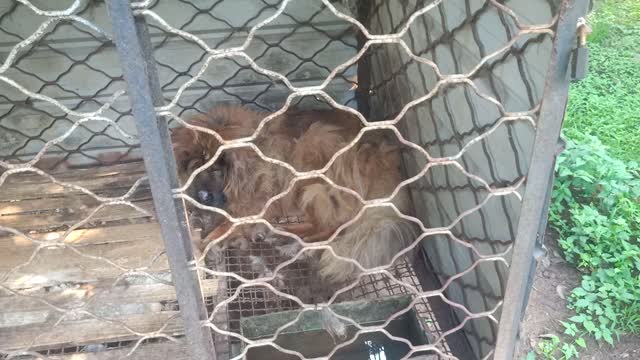 This Tibetan Mastiff is skinny