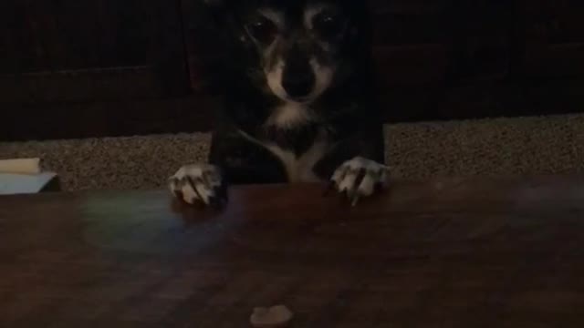 Black chihuahua can't reach food german shepard gets it