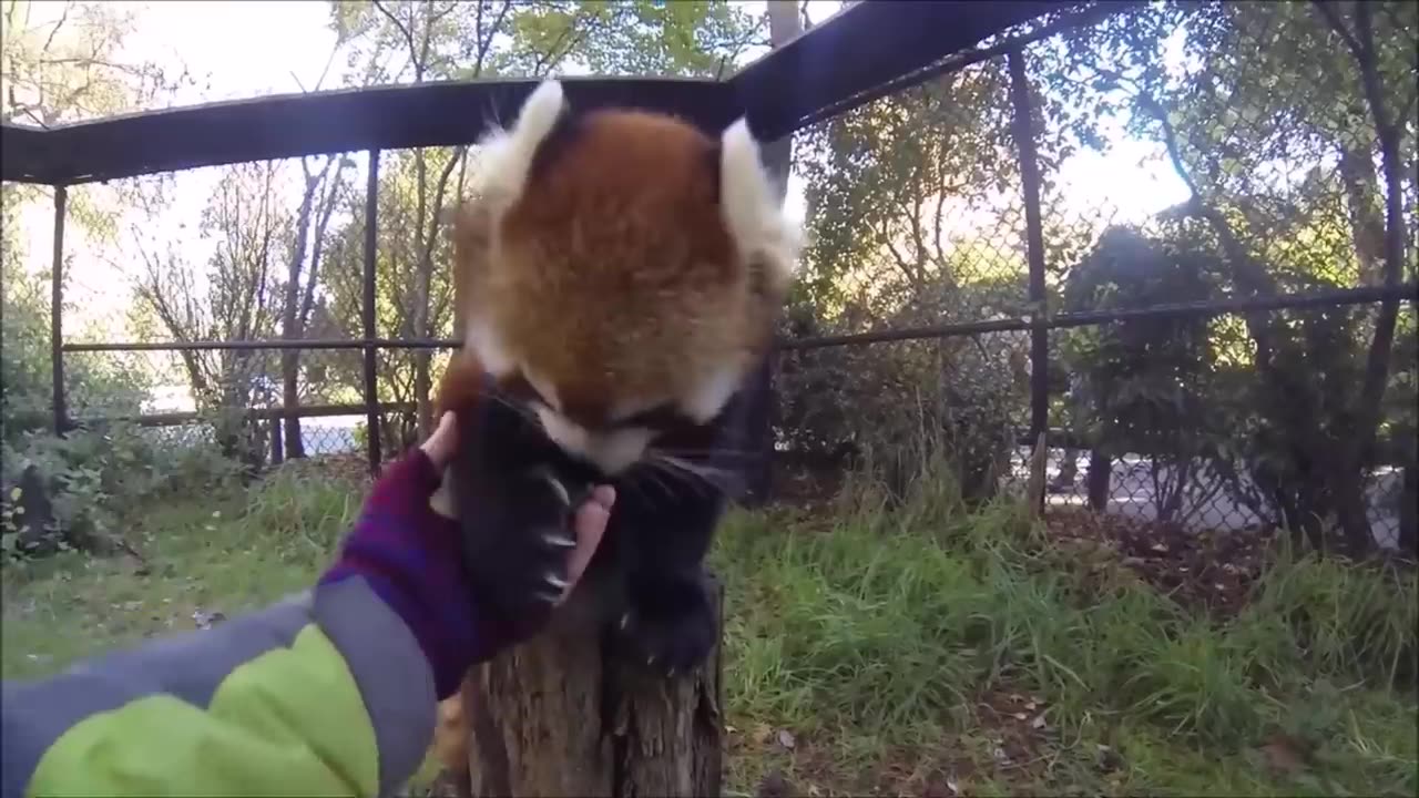 Most Adorable Red Panda - CUTEST Compilation