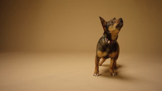 A Black and Tan Short Coated Dog