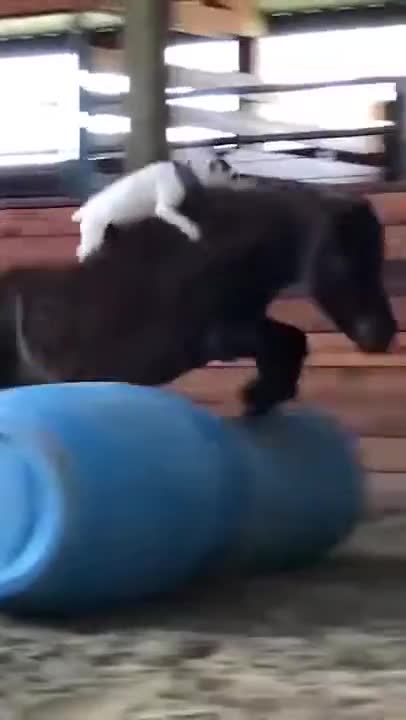 funny dog and horse video
