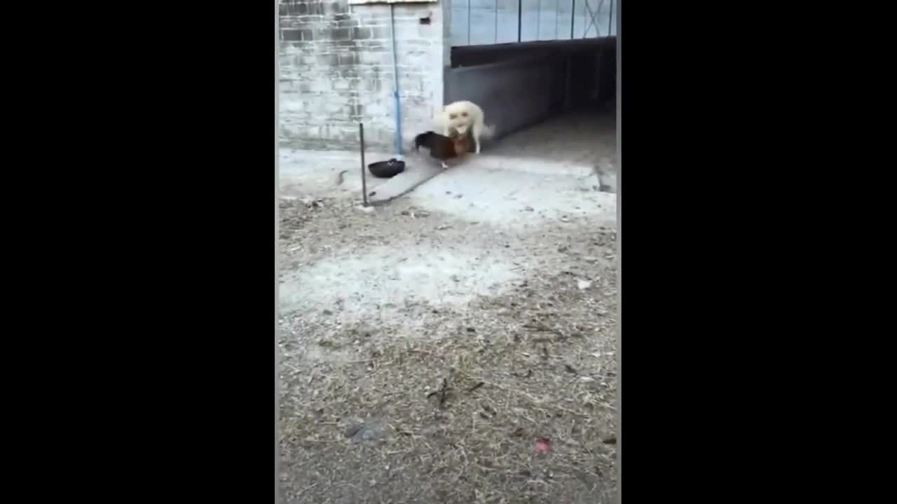 Dog vs chicken Fight very funny Compilation