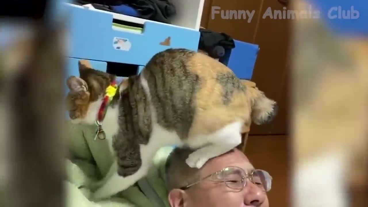 Best Funny Cat Videos That Will Make You Laugh All Day Long 😂😹