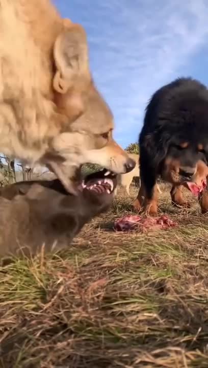 Tibetan Mastiff vs Wolf 🐺🐺🐺"