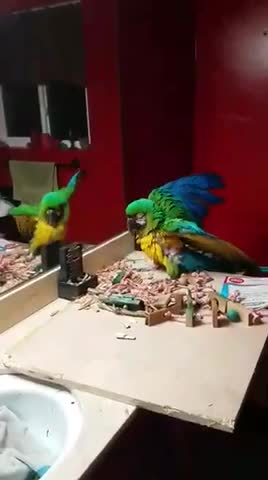 Macaw showing off