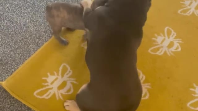 Two dogs funny fight