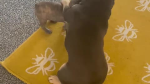 Two dogs funny fight