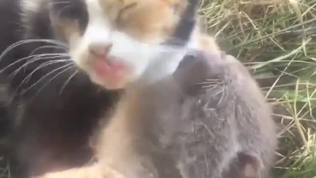 Rat and cat friendship