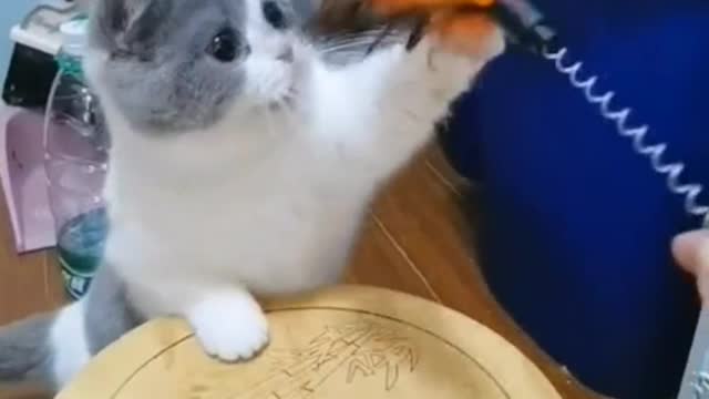 Cats can be said to be a pet that most people like to keep
