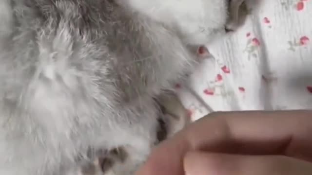 What troubles can a kitten have?