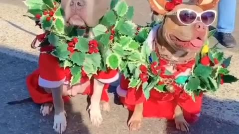 Jingle Dogs