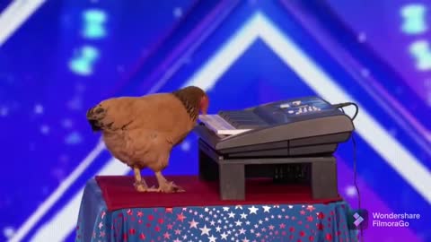 Talented Chicken