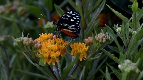 #Butterfly #Butterfly video# Animal# Animal video#