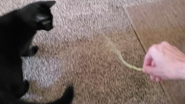 Cat playing fetch with me