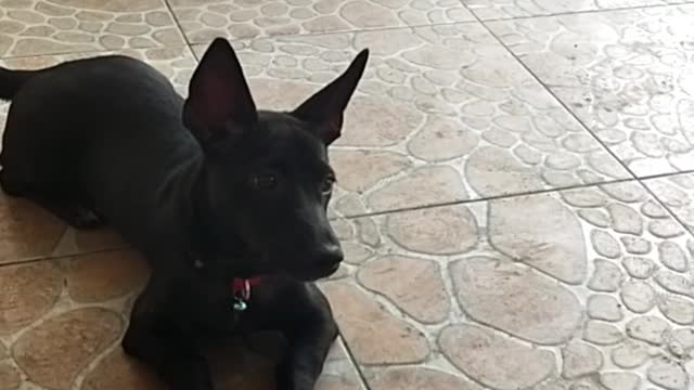 clip dog in love