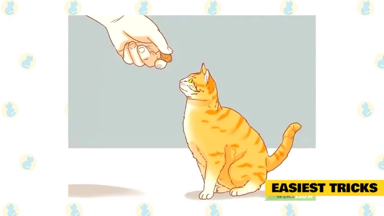 CAN WE TEACH OUR CATS TRICKS ?!!