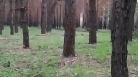 Chechens chasing ukros through the forest