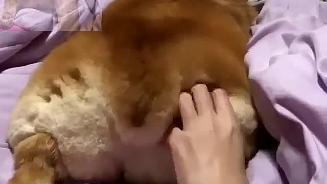 Stroke the fat ass of a puppy