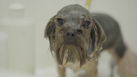 Groomer hands washing paws of cute tiny puppy with in a grooming dog salon.