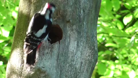 Great spotted woodpecker northern ireland