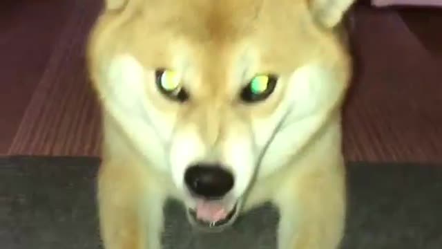a very angry dog
