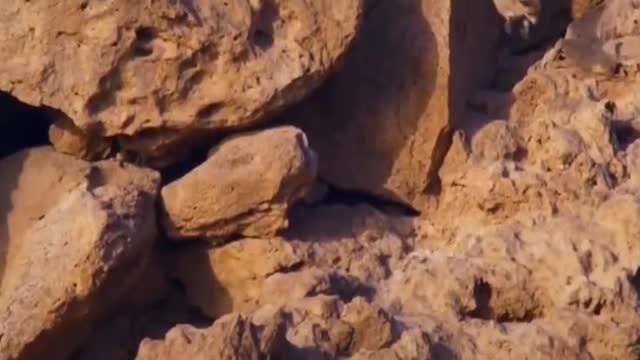 A goat running over a cliff