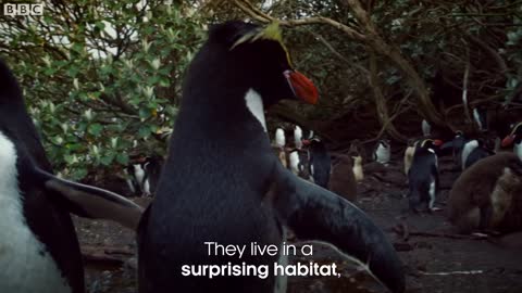 Penguins Of The Forest | Meet The Family | BBC Earth