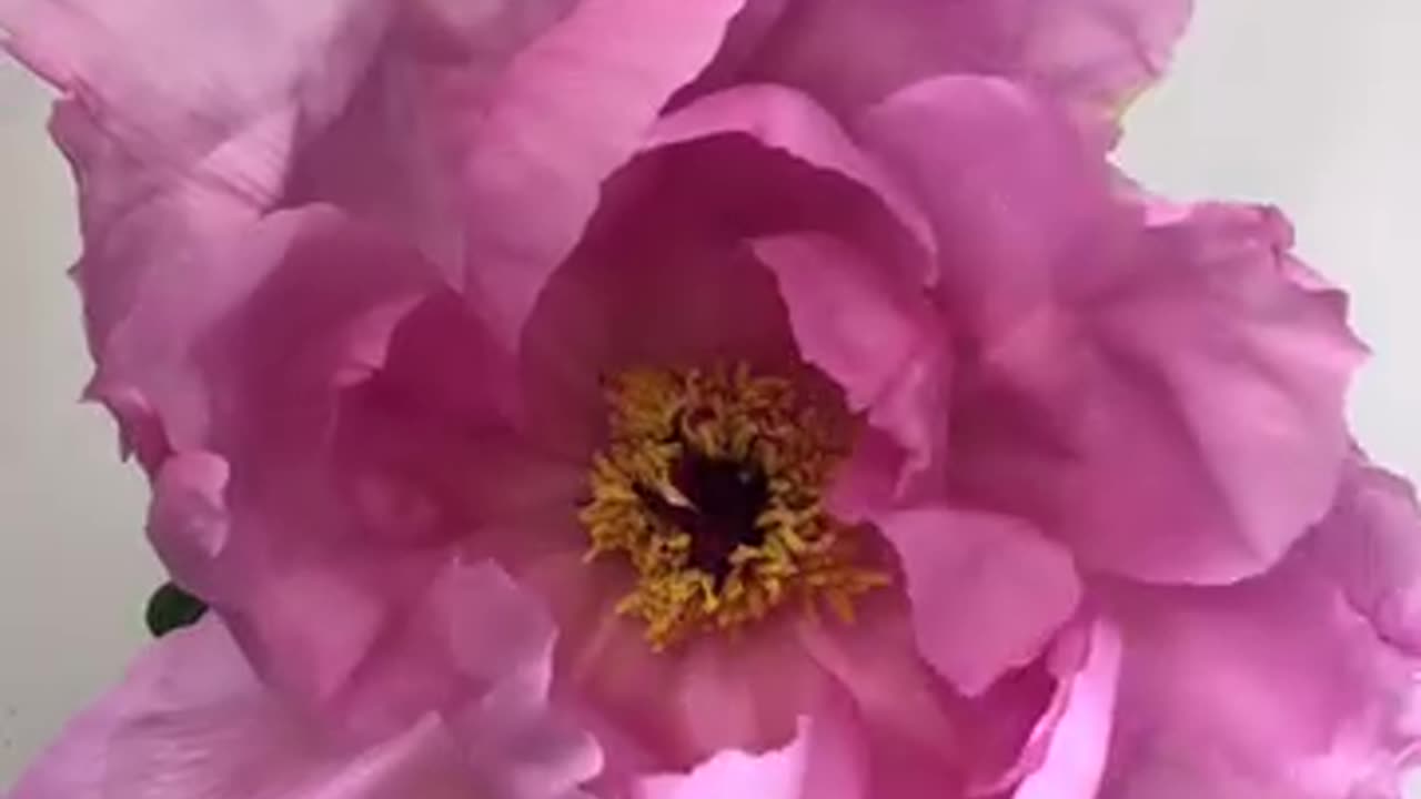 🌺🌺🌺🌺🌺🌺🌺🌺