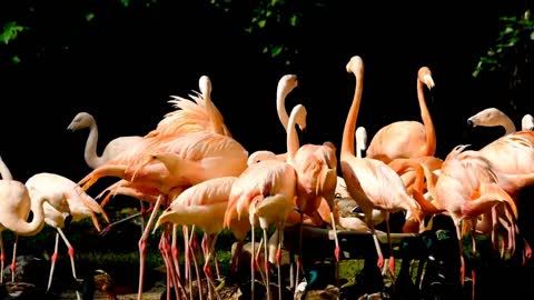 BIRDS dancing to happy note of MUSIC