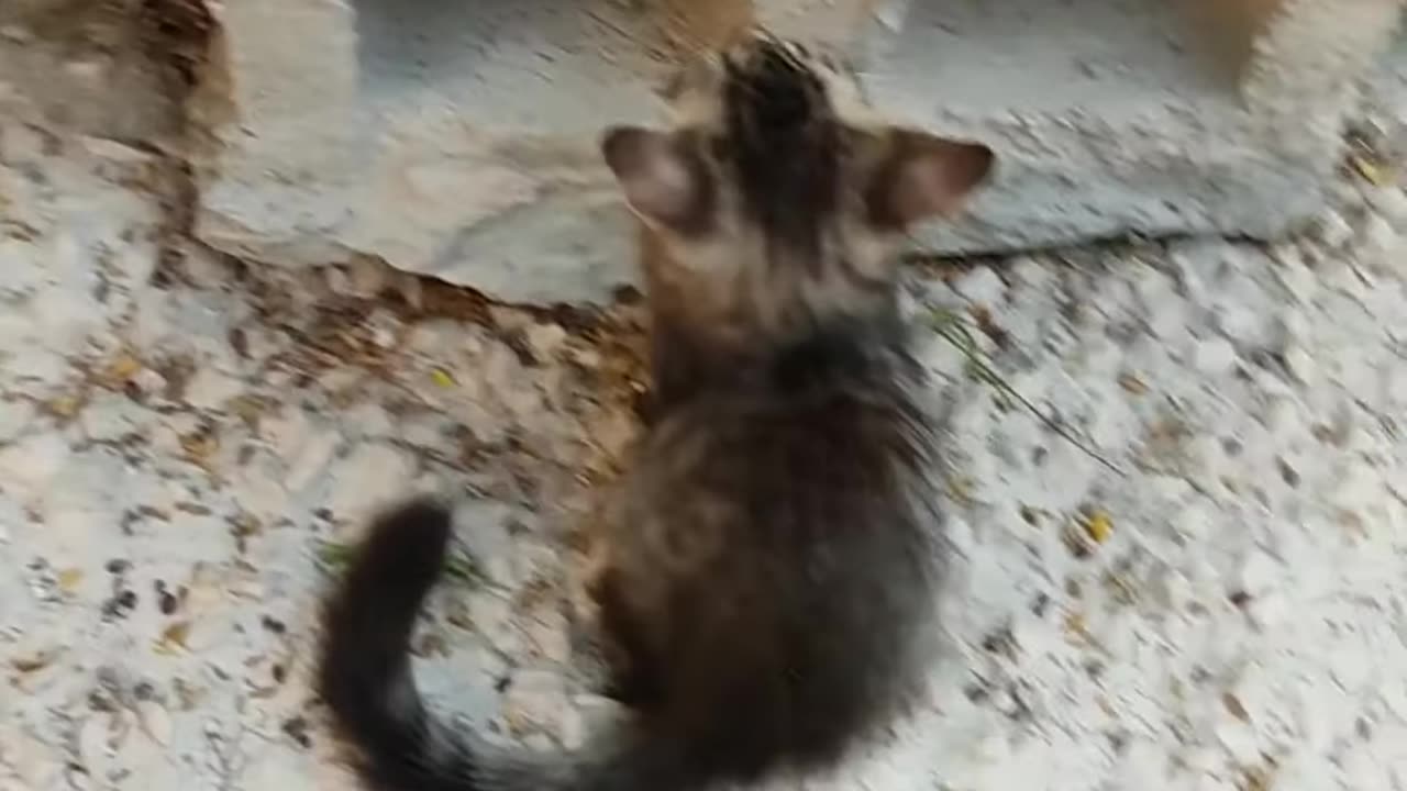 New Funny cat 🐈🐈🐈 |||animals videos 😹😹😹