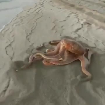 The octopus escapes from the fisherman 😁