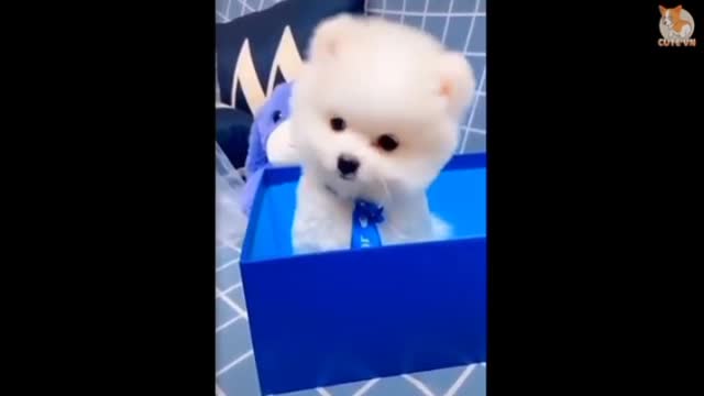 Cute puppy,dog,very funny puppies