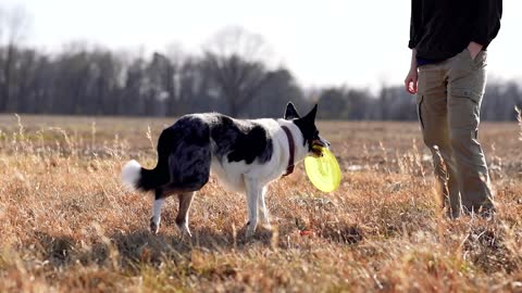 Adorable Pet Dog Enjoys Playing Frisbee In The Field.