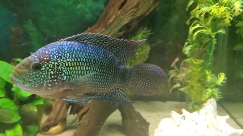 Jack Dempsey fish