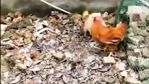 Chicken VS Dog