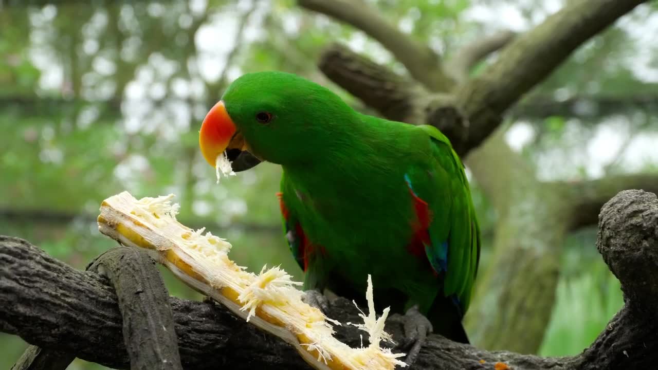 Animal , Pet & Wildlife : Parrot Eating A Sugar Cane