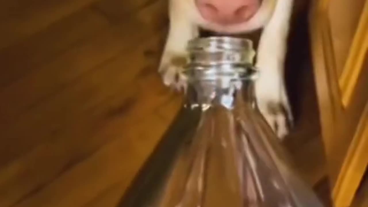 Funny animal video