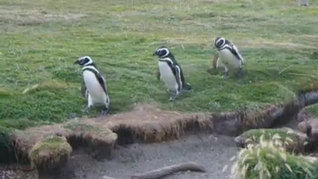 funny penguin falling down