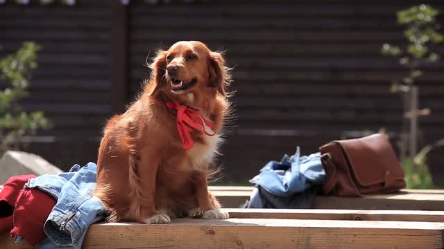 Cute Dogs Compilation | 01