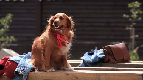 Cute Dogs Compilation | 01