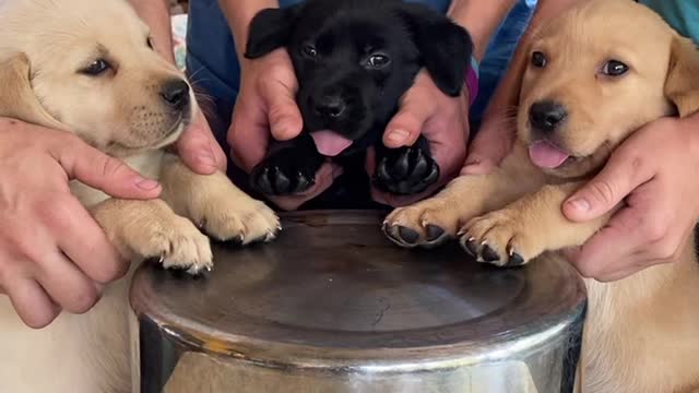 Puppies make everything better