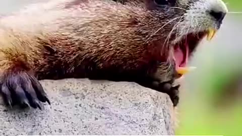 Funny video 🤣🤣